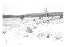 Emigrant Trail near Truckee