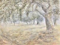 Grove of oak trees