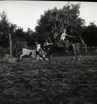 "Stan Neilson Bulldogging Summer '63"