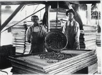 Drying Prunes, Flickinger Cannery