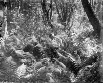 Woman in forest surrounded by ferns, c. 1912