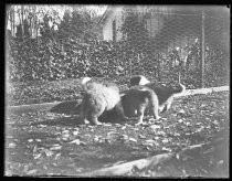 Three puppies playing near chicken wire fence