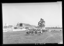 "Medina" dairy farm