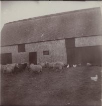 Sheep and chickens outside a barn