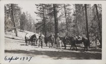 Three men with horses, in the woods, holding rifles