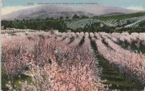 2555. Orchards and Foot Hills, Los Gatos, California