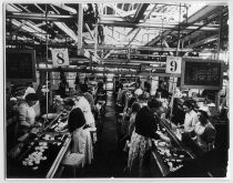 Cannery workers at conveyor belts with pears, Tri-Valley