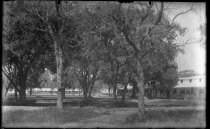 Stables and trees, Stanford University