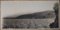 Prune orchard in blossom, c. 1915