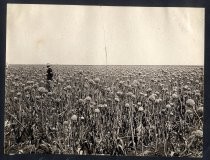 "Onion field near San Jose Santa Clara Valley S.J. & L. G. I. R. R."