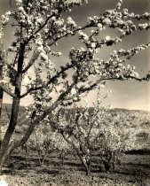 Cherry Trees in bloom, 1936