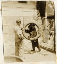 Irving B. Fisher and trained bear, Dixie, with rubber tire