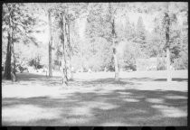 Baseball game and field in park under trees