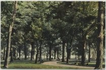 Forest Scene in St. James Park, San Jose, Cal