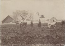 "A Pasture field where grows the Golden Poppy, California"