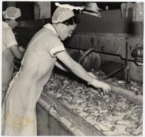 Employee at California Packing Corporation Pickle Works