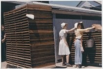 East Side Co-op dryer: 2 female workers in white cap laying fruits (Cupertion, California)