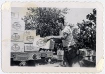 Jim Amadeo loading Del Monte crates on truck to go to cannery