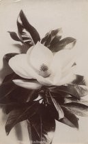 "Magnolia Blossom, 12 in. Diameter"