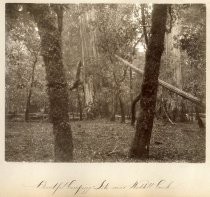 "Beautiful Camping Site Near Waddell Creek"