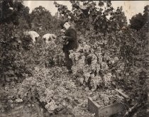 "In the vineyard, gathering grapes showing yield, on S. J. & L. G. I. R. R."