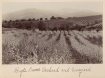 Doyle Prune Orchard and Vineyard