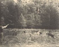 Feeding deer at Big Basin Park