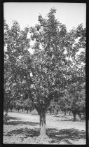 Fruit orchard