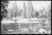 Meadow and pine trees