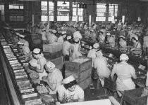 Pitting Apricots at U.S.P. Corparation