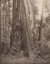 "Forest fire near Big Basin Road"