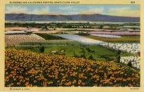 Blossoms and California Poppies, Santa Clara Valley. 400