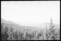 Mountain vista across pine tree forest