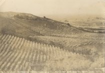 A vast expanse of orchard over the Saratoga Hills and the Santa Clara Valley