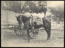 Horse standing in front of a cart, circa 1918