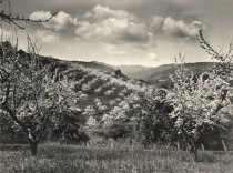 Blooming orchard trees vista