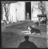 Family and their dog