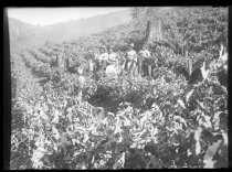 Group portrait amidst hillside agriculture