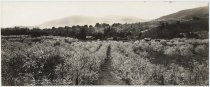 Blossom time, foothills, Santa Clara County