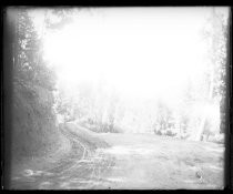 Mountain road through redwood forest