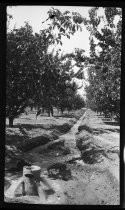 Fruit orchard