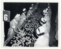 Portuguese women sorting pears at Barron-Gray Cannery