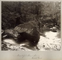 "Beautiful Stone Ferns, Waddell Creek"