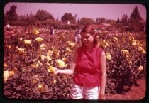 "San Jose Rose Garden, Janice & Roses 1957"