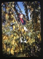 "Janice in Cherry Tree, Fall 1942"