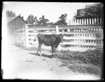 Calf next to fence, with barn and water tower in background