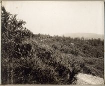 Panoramic View, Big Basin Park