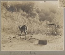 Photo from the Von Dorsten family album. Deer, Alum Rock