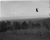 View of valley with orchard in foreground, c. 1912