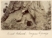 Giant Redwood--Congress Springs